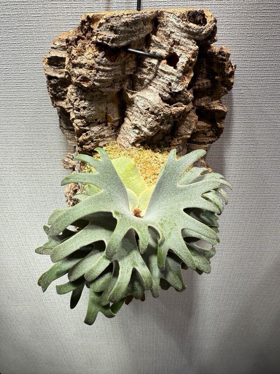 enu_plants】p.伊弉諾 ビカクシダ willinckii(ビカクシダ enu_plants】p.伊弉諾 ビカクシダ willinckii(ビカクシダ