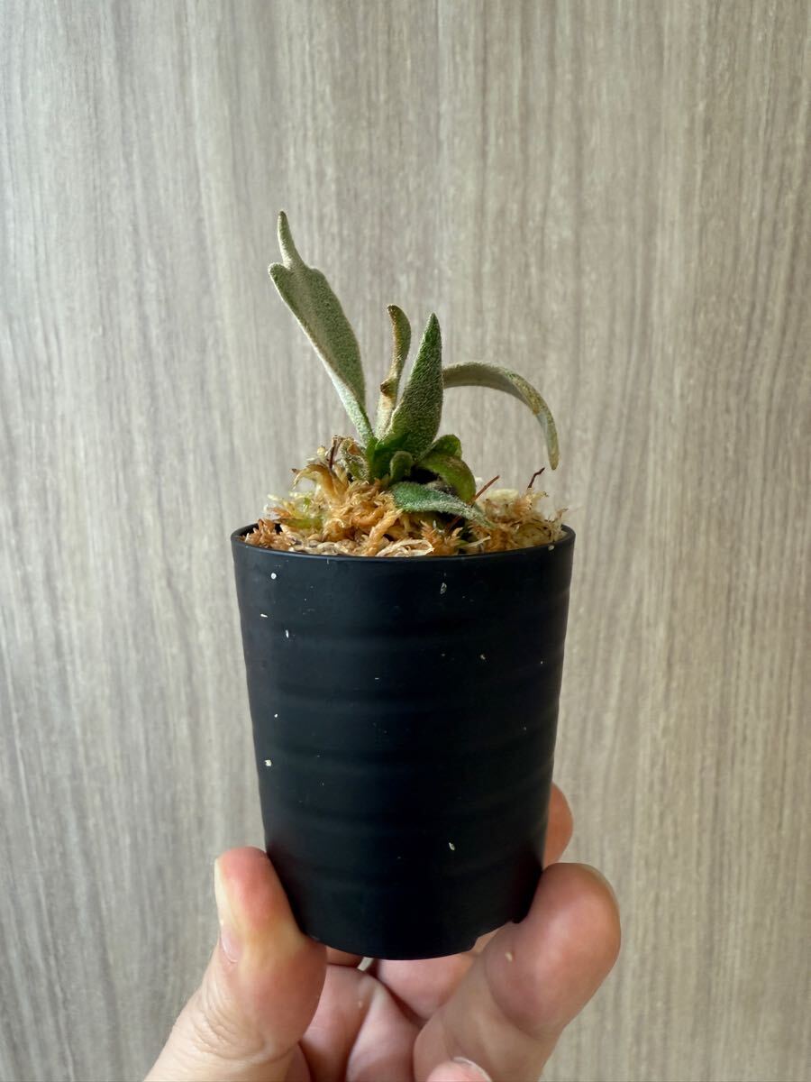 enu_plants】p.伊弉諾 ビカクシダ willinckii(ビカクシダ enu_plants】p.伊弉諾 ビカクシダ willinckii(ビカクシダ
