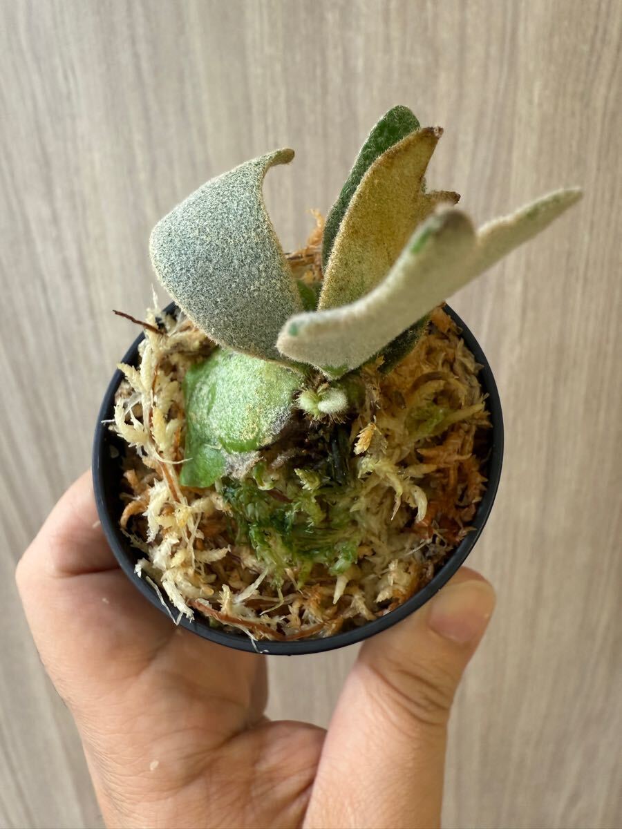 enu_plants】p.伊弉諾 ビカクシダ willinckii(ビカクシダ enu_plants】p.伊弉諾 ビカクシダ willinckii(ビカクシダ