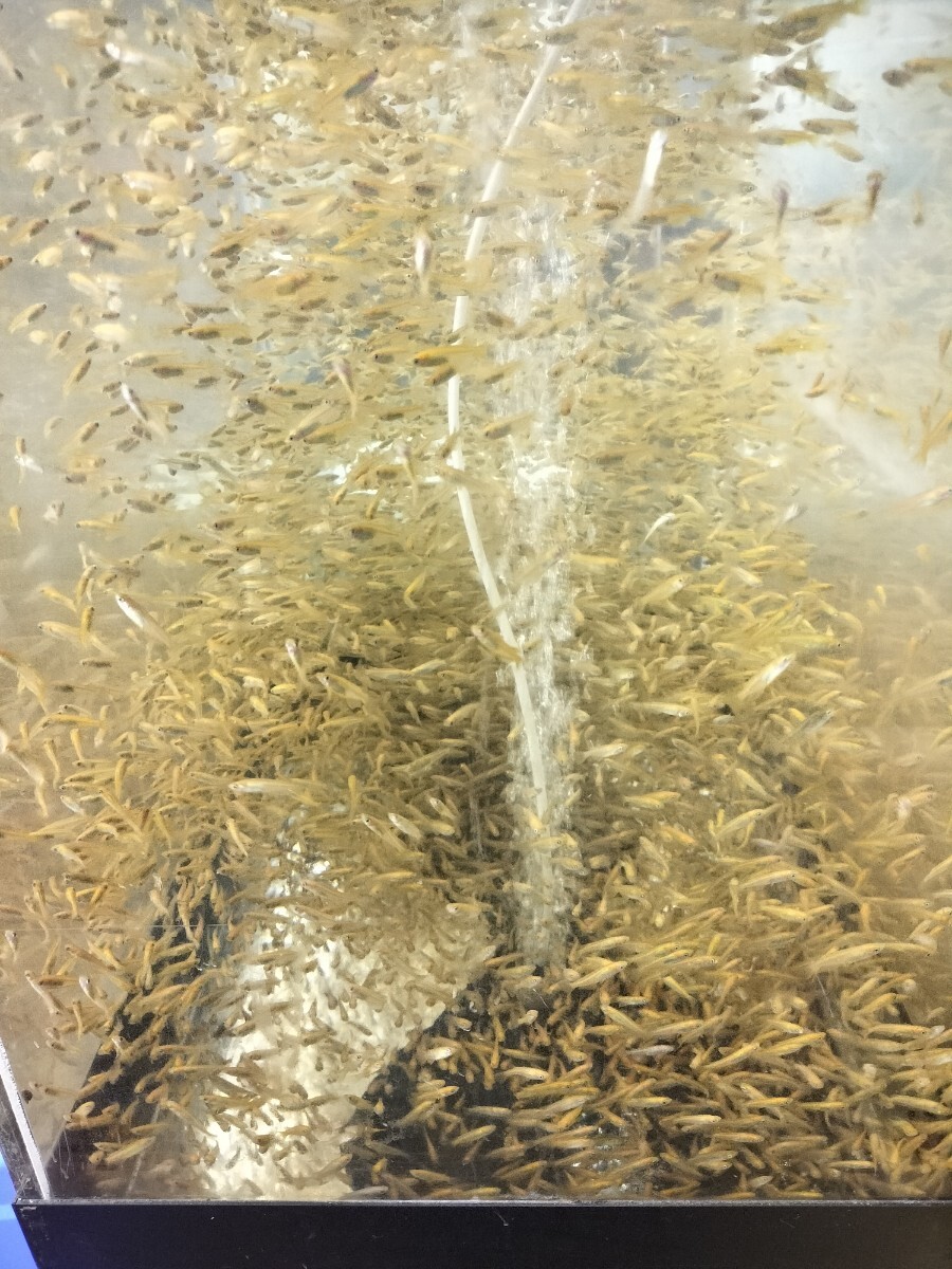 ヒメダカ 300匹 メダカ 黒メダカ エサメダカ 餌メダカ めだか 緋 ヒメダカ 300匹 メダカ 黒メダカ エサメダカ 餌メダカ めだか 緋
