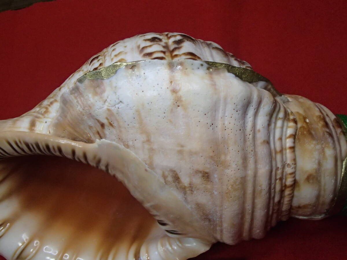 ほら貝、ホラ貝、法螺貝、38.8cm、1430g、手作り品、未使用 ほら貝、ホラ貝、法螺貝、38.8cm、1430g、手作り品、未使用