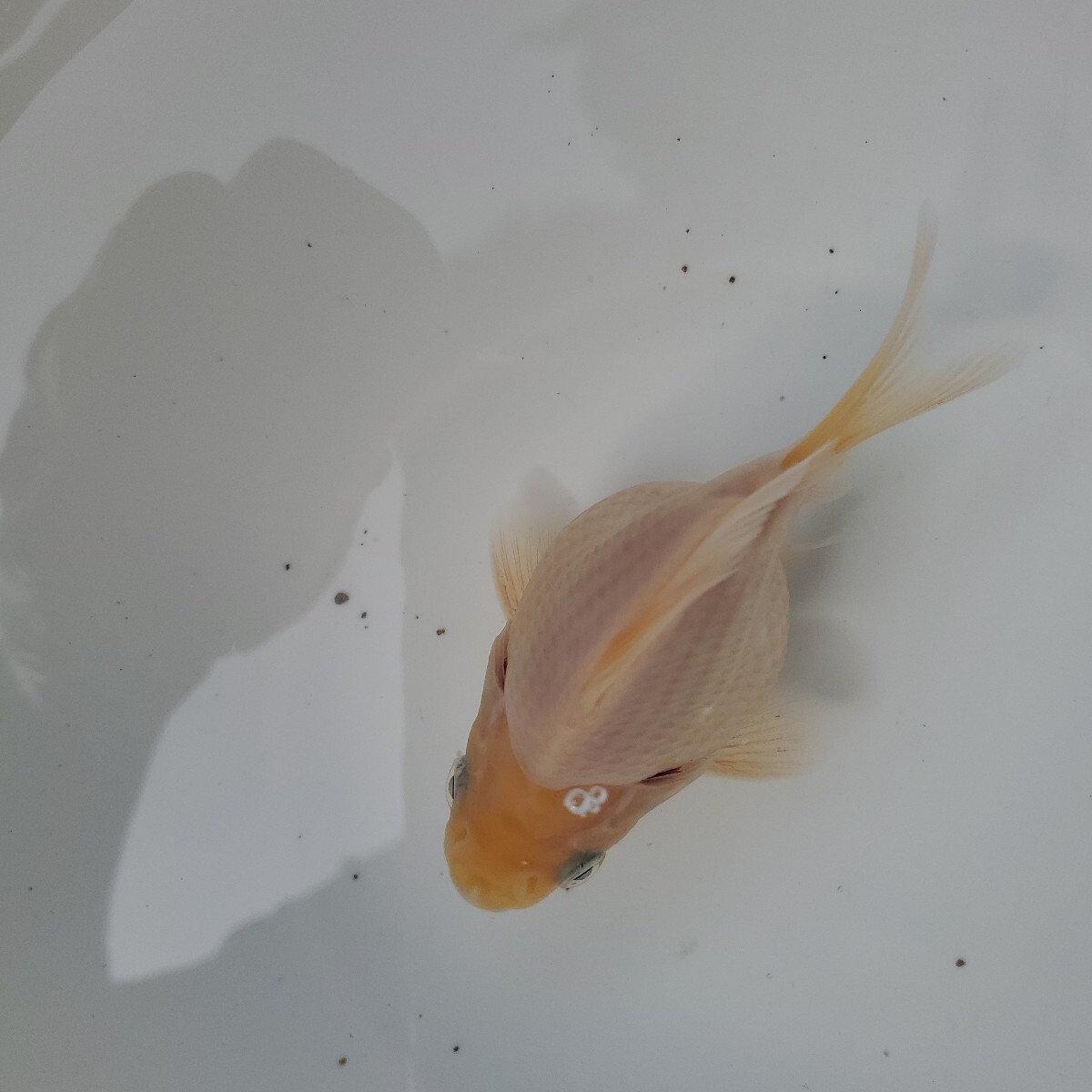 越後玉サバ】2024年産 玉サバ透明鱗短尾 金鱗交配魚 10cm K-67 越後玉サバ】2024年産 玉サバ透明鱗短尾 金鱗交配魚 10cm K-67