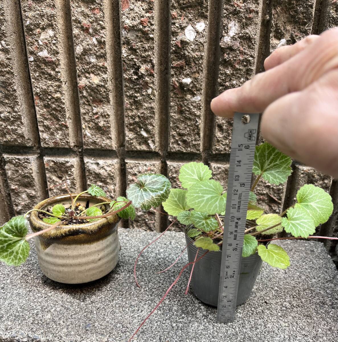 【ユキノシタ】２つセット