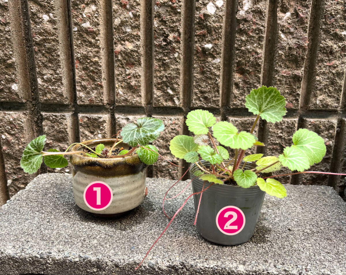 【ユキノシタ】２つセット