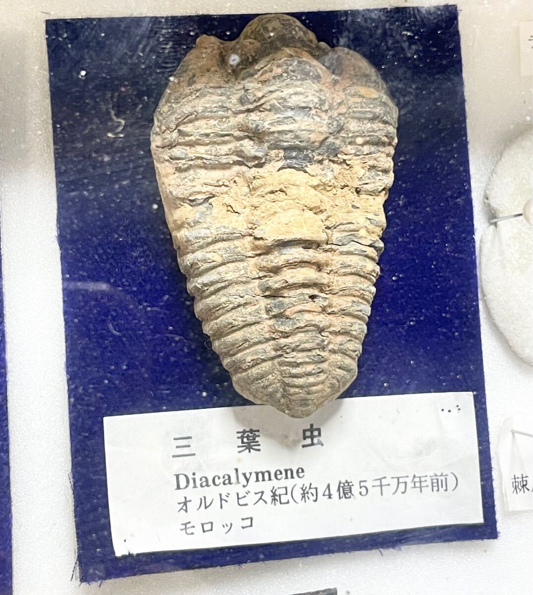 三葉虫の化石 良品 カナダ産 イソテルス 本物保証 三葉虫の化石 良品 カナダ産 イソテルス 本物保証 - メルカリ