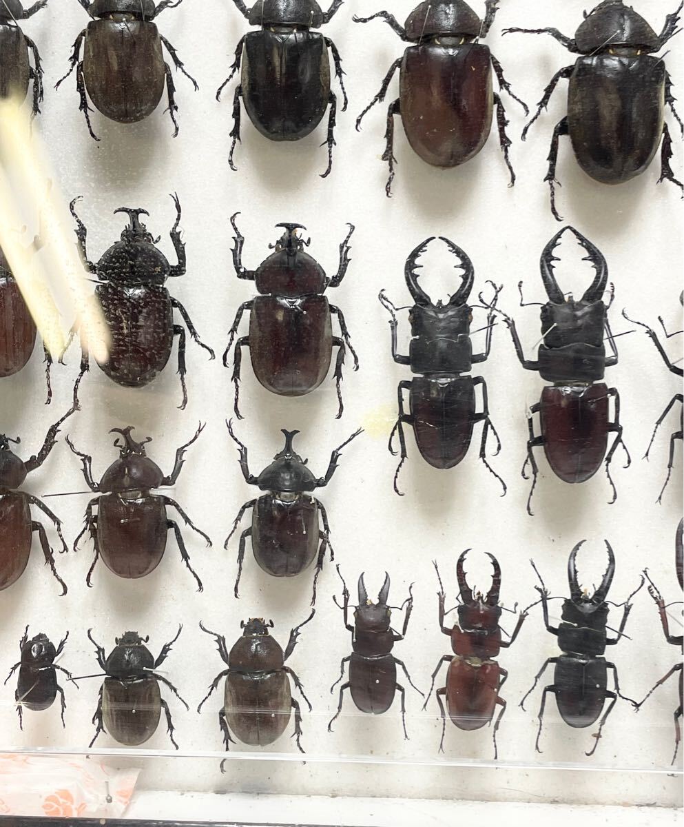 希少！ クワガタ 標本 ドイツ箱 ノコギリクワガタ カブトムシ