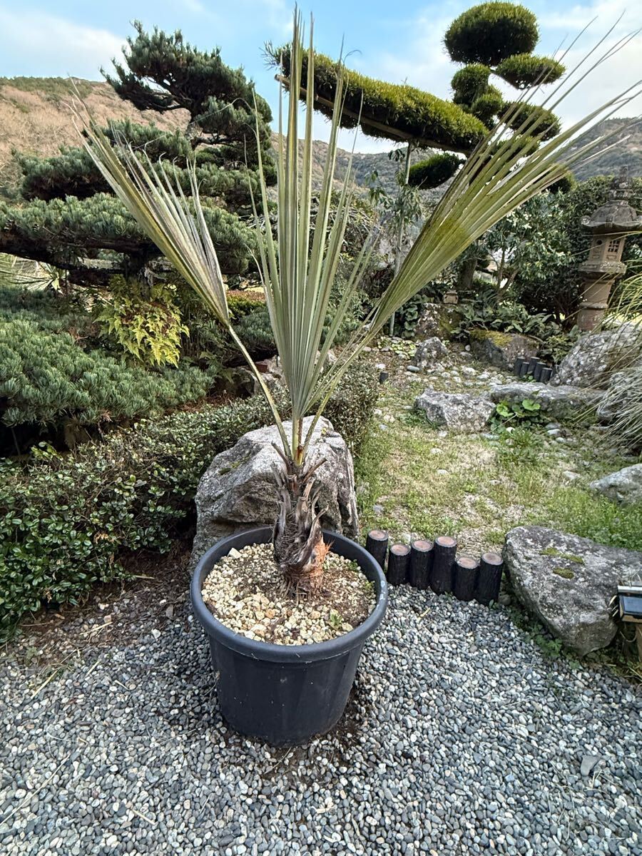 高質で安価 シルバー レア 発根 新葉 アルマータ ブラヘア 大型 1m54cm その他観葉植物