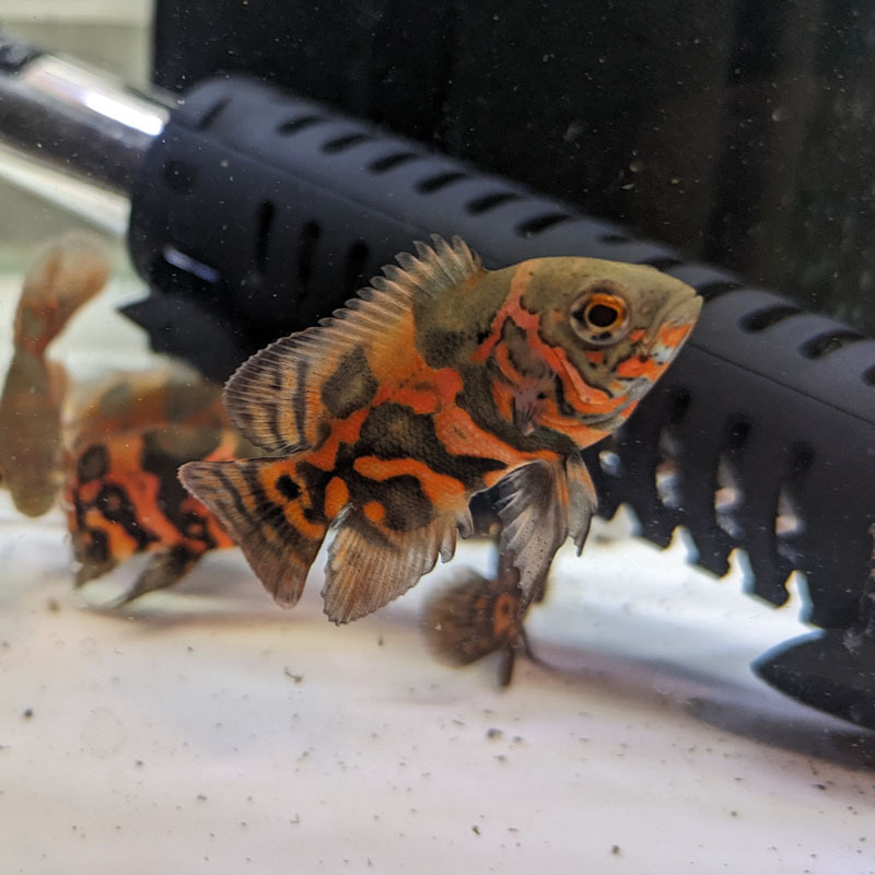No Oscar? No life!-オスカーの飼育-混泳について