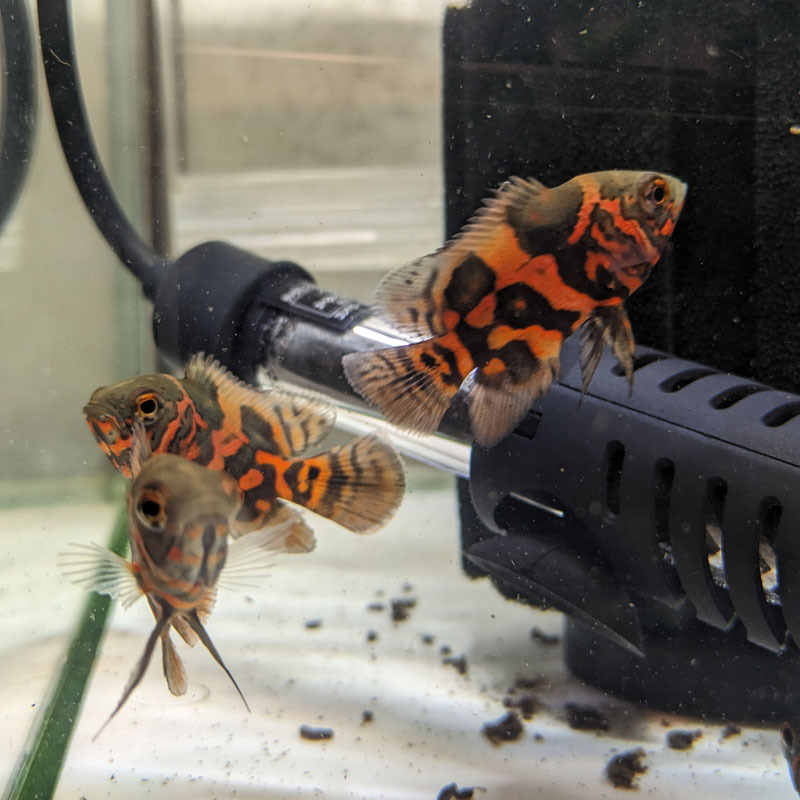 セレクト 美個体 タイガーオスカー 約4-5cm 1匹(淡水魚