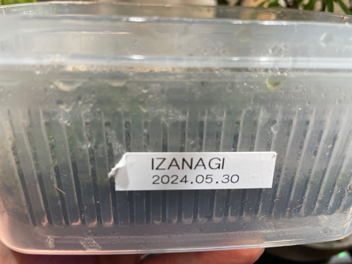 ウィリンキー イザナギ 伊弉諾 P.willinckii izanagi(ビカクシダ ウィリンキー イザナギ 伊弉諾 P.willinckii izanagi(ビカクシダ