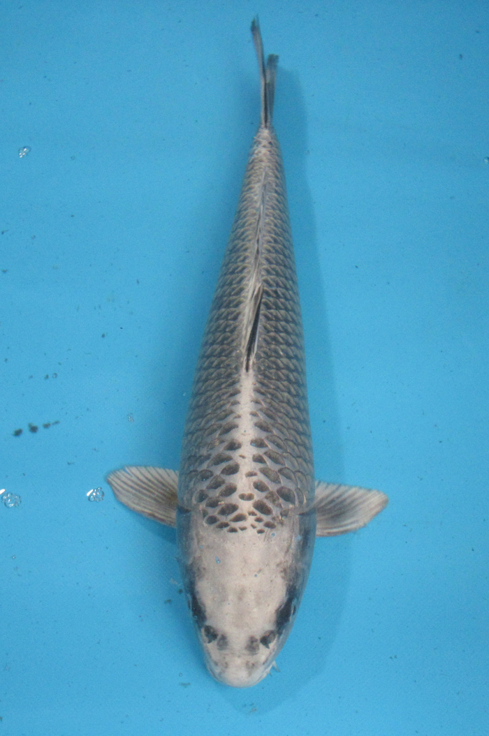 錦鯉 No02 昭和三色 令和4年産 44cm 錦鯉 易く