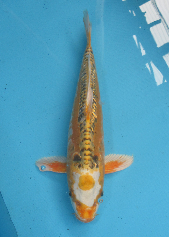 錦鯉 No69 ドイツクジャク黄金 令和5年産 36cm 錦鯉(錦鯉)｜売買