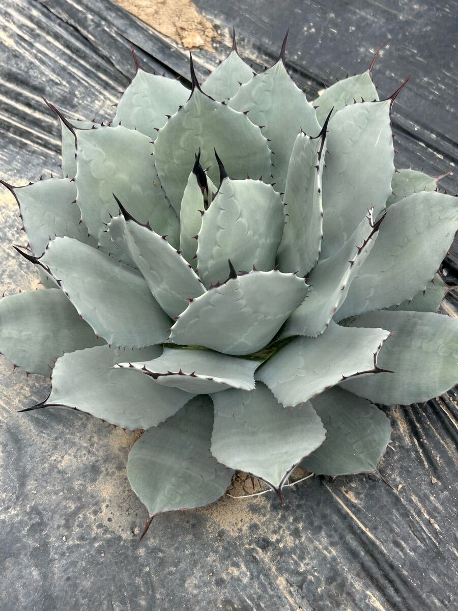 アガベ　パリー 吉祥天　大株 Agave parryi アガベ パリー 吉祥天 大株