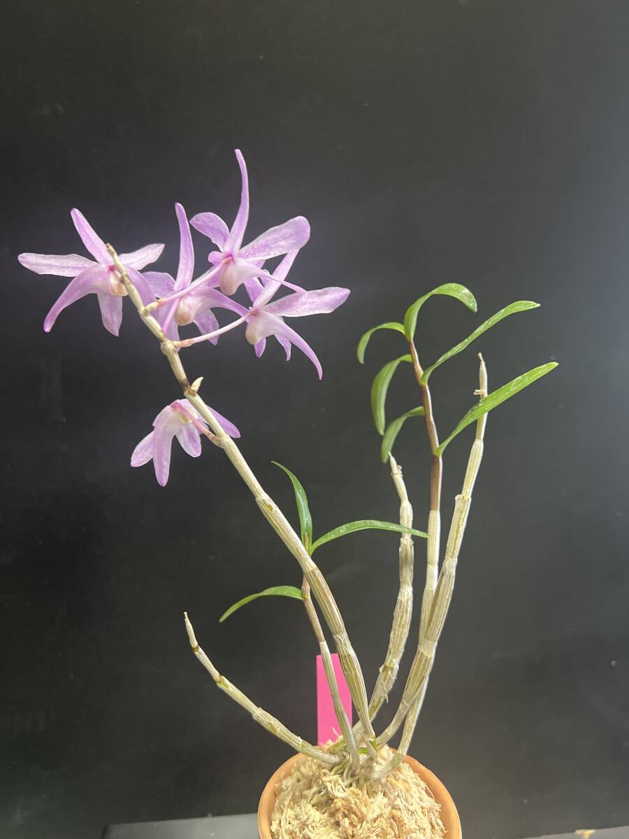 item_image_4
