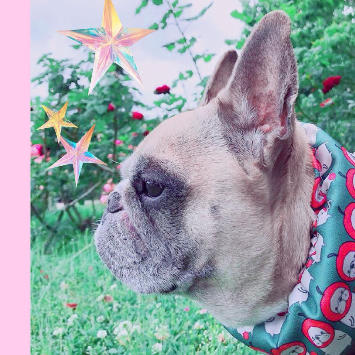 熱中癥対策★セットひえひえクールエプロン&クールネックりんごブヒ中型犬小型犬フレンチブルドッグパグフレブル服