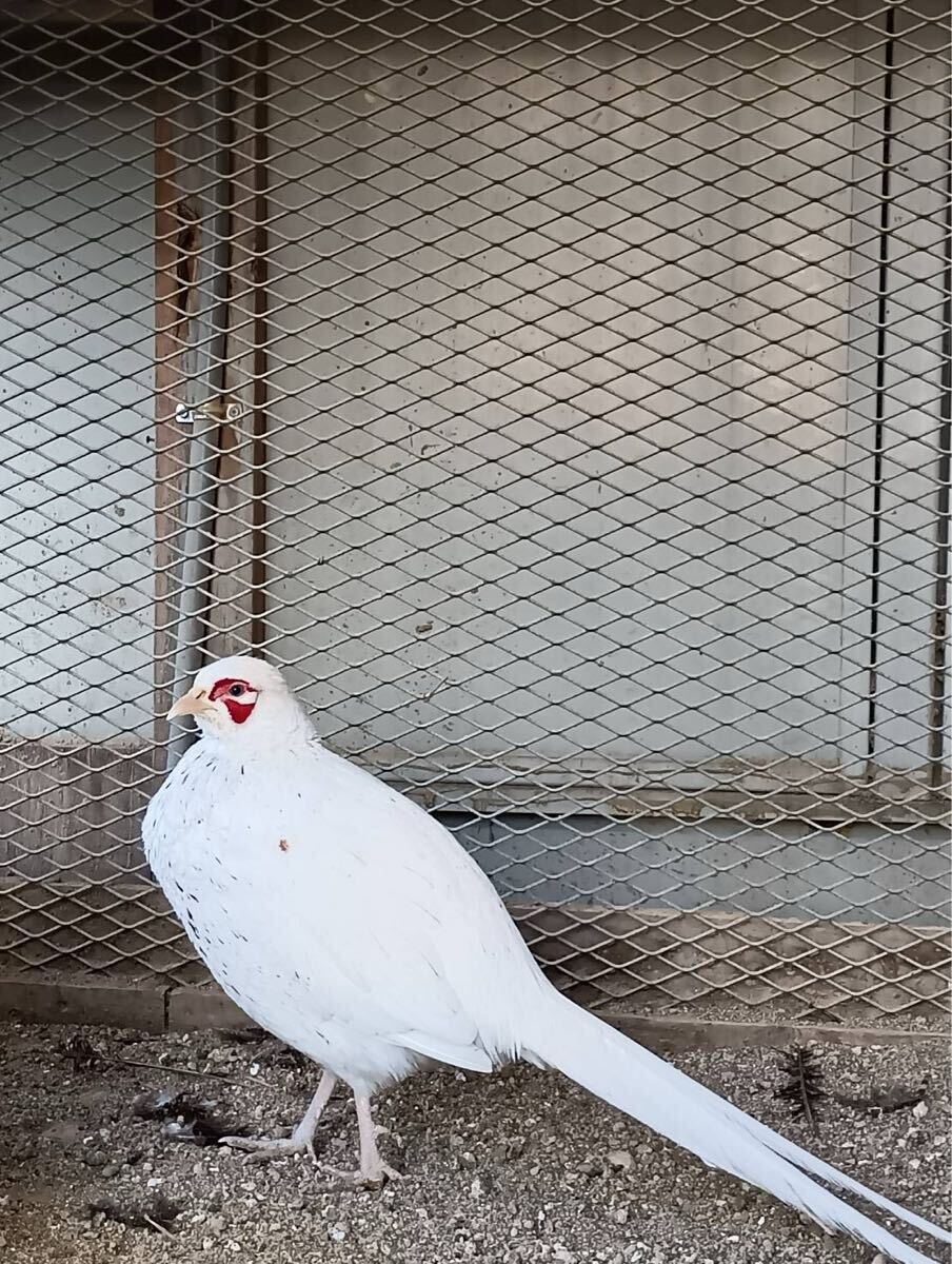 専用出品です 白キジの種卵 5個（白キジ 種卵 有精卵5個(卵)｜