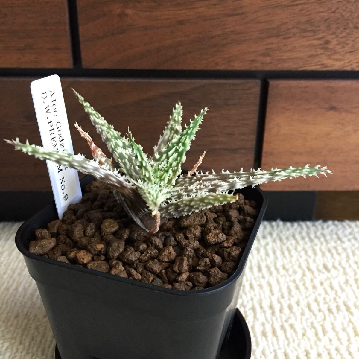 植物 Aloe hybrid 'Godzilla' DW premiam NO.9 アロエ 植物 Aloe hybrid 'Godzilla' DW premiam NO.9 アロエ