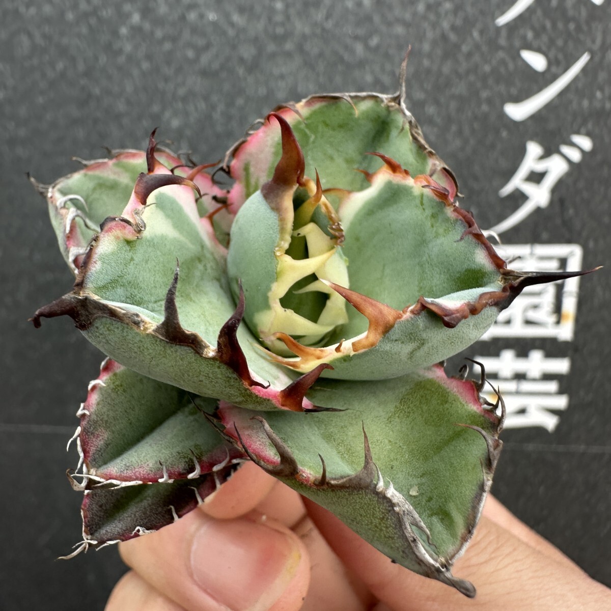 CC11 【パンダ園芸】特選 アガベ チタノタ BB錦 ブラックアンド CC11 【パンダ園芸】特選 アガベ チタノタ BB錦 ブラックアンド