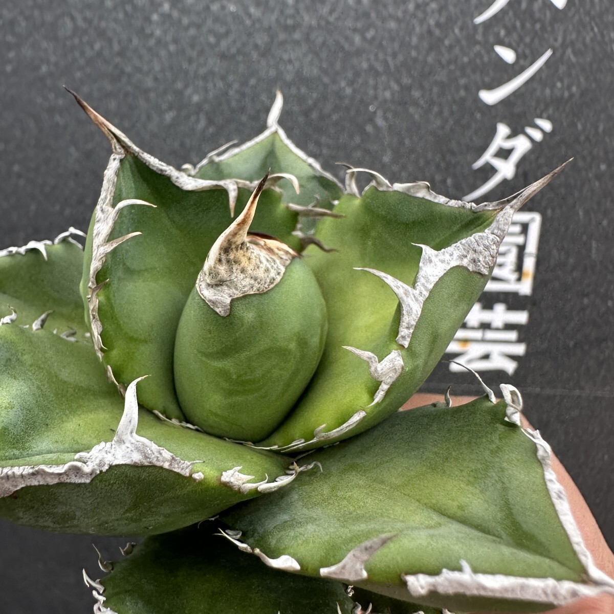 CC12 特選 アガベ 多肉植物 チタノタ SAD 南アフリカ CC12 特選 アガベ 多肉植物 チタノタ SAD 南アフリカ