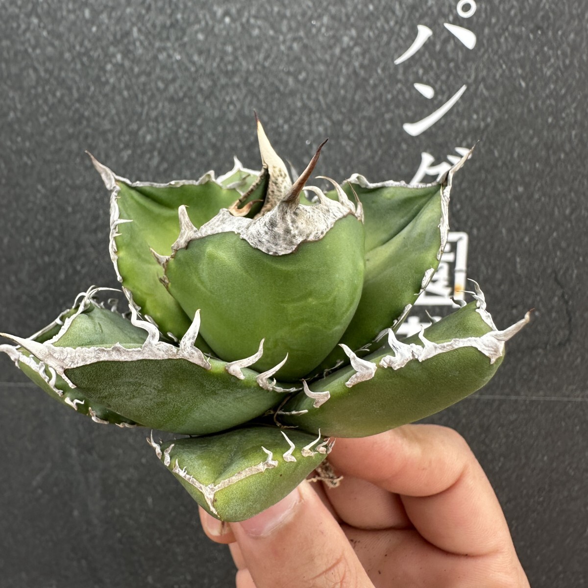 CC12 特選 アガベ 多肉植物 チタノタ SAD 南アフリカ CC12 特選 アガベ 多肉植物 チタノタ SAD 南アフリカ
