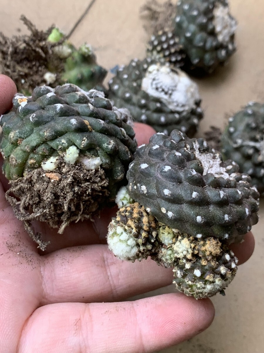 CA42サボテン テヌイシマ コピアポア プレステラ実生 Copiapoa CA42サボテン テヌイシマ コピアポア プレステラ実生 Copiapoa