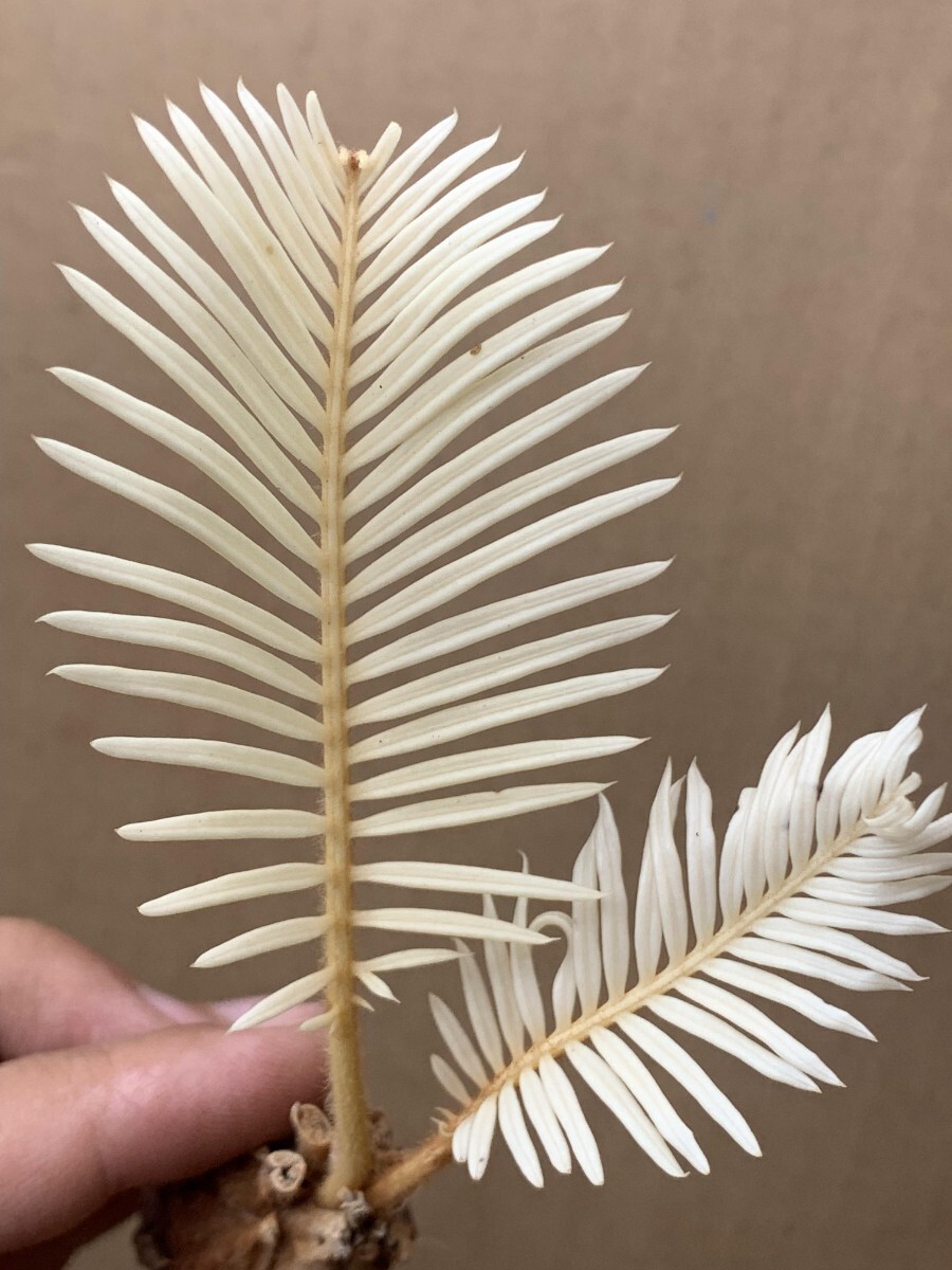AP48☆黄金ソテツ☆斑入りソテツ☆ 蘇鉄 モンステラ 白い蘇鉄 AP48☆黄金ソテツ☆斑入りソテツ☆ 蘇鉄 モンステラ 白い蘇鉄