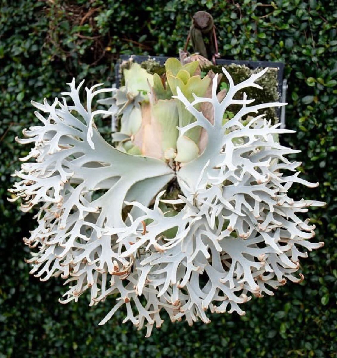 Y'sPlants】特選美角 P.willinckii 'Jenny' 珍 OC株 super dwarf Y'sPlants】特選美角 P.willinckii 'Jenny' 珍 OC株 super dwarf