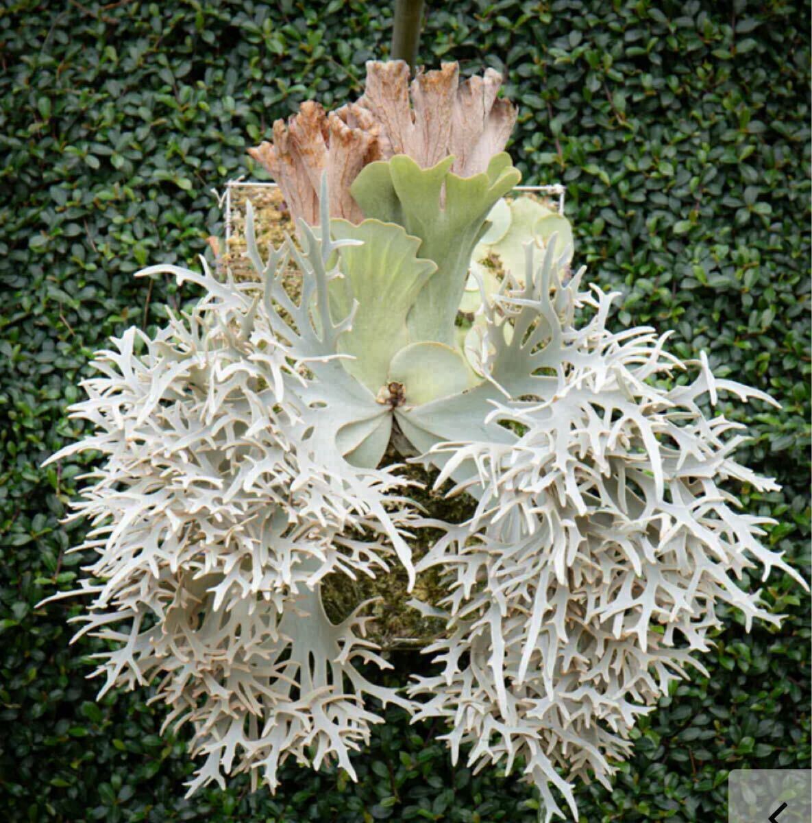 Y'sPlants 特選美角 P.willinckii 'Kohaku' 琥珀 OC株 from 晴花 Y'sPlants 特選美角 P.willinckii 'Kohaku' 琥珀 OC株 from 晴花