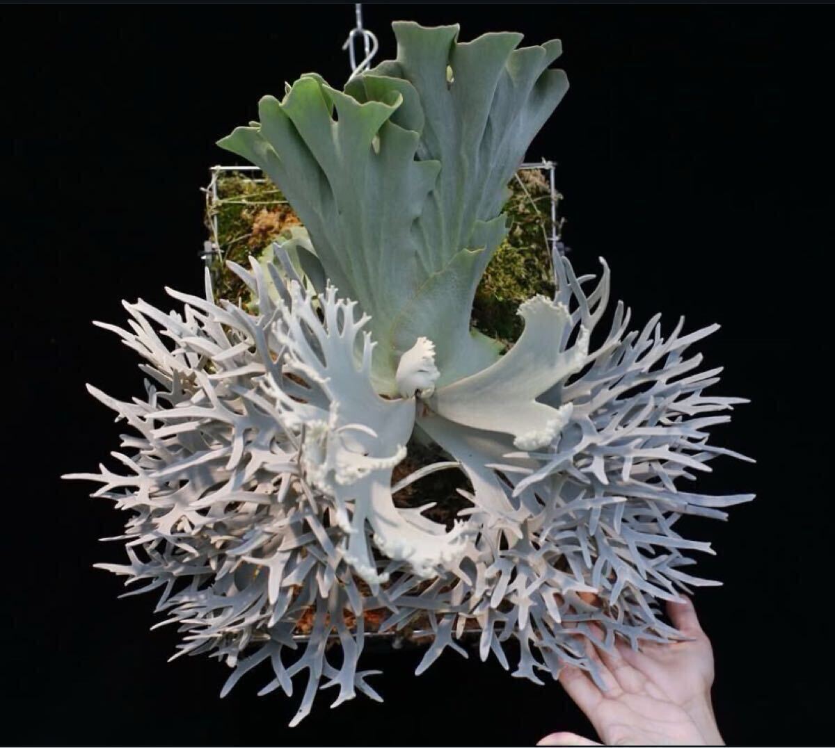 Y'sPlants 特選美角 P.willinckii 'Kohaku' 琥珀 OC株 from 晴花 Y'sPlants 特選美角 P.willinckii 'Kohaku' 琥珀 OC株 from 晴花
