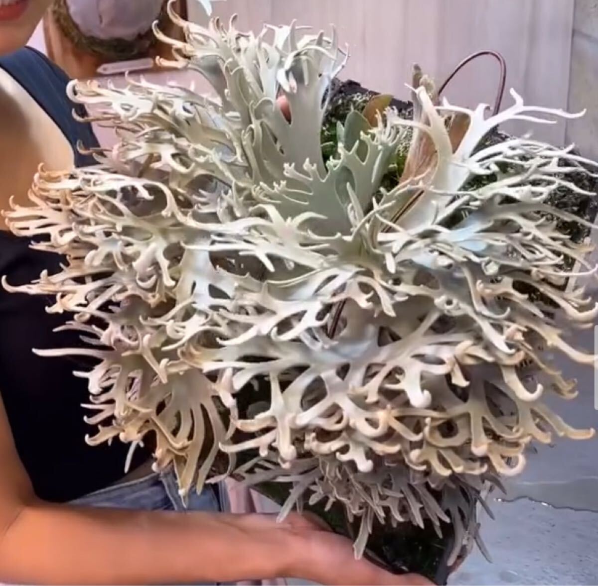 Y'sPlants】特選美角 P.willinckii 'Jenny' 珍 OC株 super dwarf Y'sPlants】特選美角 P.willinckii 'Jenny' 珍 OC株 super dwarf