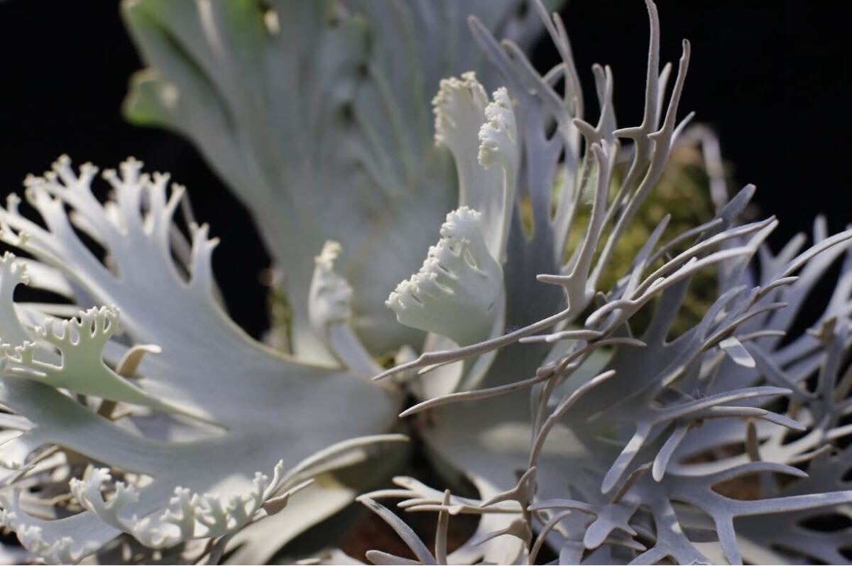 Y'sPlants 特選美角 P.willinckii 'Kohaku' 琥珀 OC株 from 晴花 Y'sPlants 特選美角 P.willinckii 'Kohaku' 琥珀 OC株 from 晴花