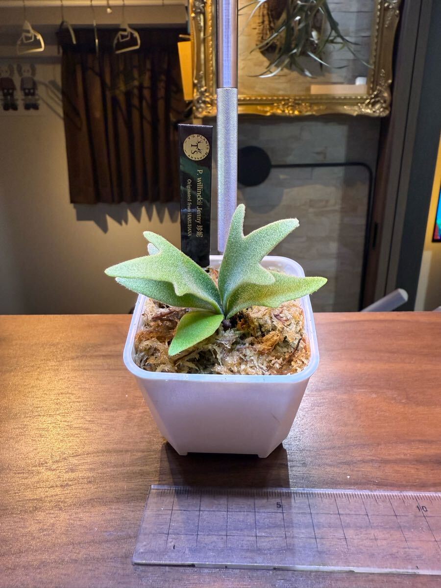 Y'sPlants】特選美角 P.willinckii 'Jenny' 珍 OC株 super dwarf Y'sPlants】特選美角 P.willinckii 'Jenny' 珍 OC株 super dwarf