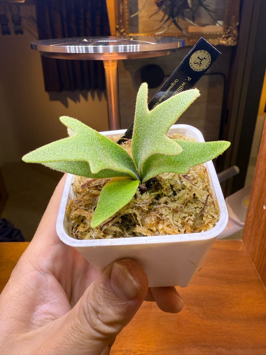 Y'sPlants】特選美角 P.willinckii 'Jenny' 珍 OC株 super dwarf Y'sPlants】特選美角 P.willinckii 'Jenny' 珍 OC株 super dwarf