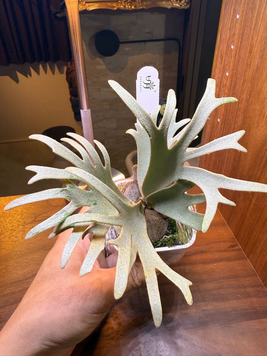 Y'sPlants 特選美角 P.willinckii 'Kohaku' 琥珀 OC株 from 晴花 Y'sPlants 特選美角 P.willinckii 'Kohaku' 琥珀 OC株 from 晴花