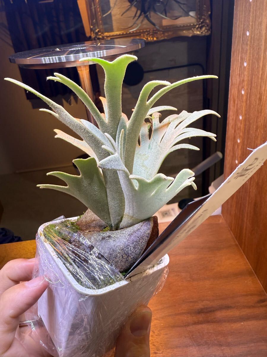Y'sPlants 特選美角 P.willinckii 'Kohaku' 琥珀 OC株 from 晴花 Y'sPlants 特選美角 P.willinckii 'Kohaku' 琥珀 OC株 from 晴花