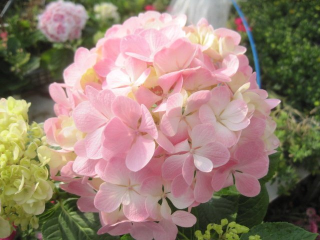 アジサイ開花株 『桜坂』 4号鉢 紫陽花 3/30現品商品一例(花 アジサイ開花株 『桜坂』 4号鉢 紫陽花 3/30現品商品一例(花