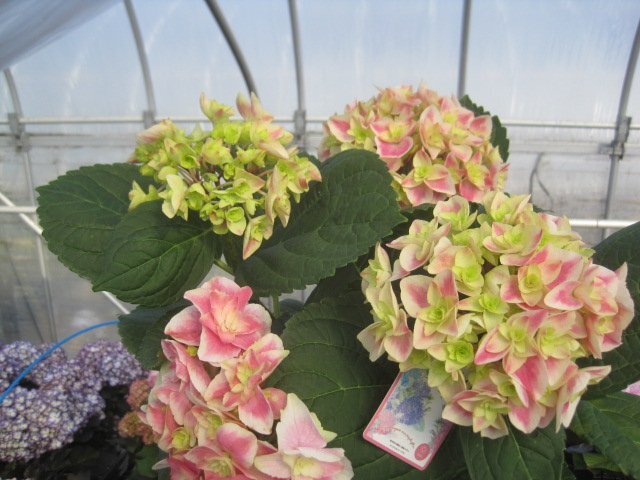 アジサイ開花株 『花鳥風月』 5号鉢 紫陽花 4/12現品撮影 か アジサイ開花株 『花鳥風月』 5号鉢 紫陽花 4/12現品撮影 か