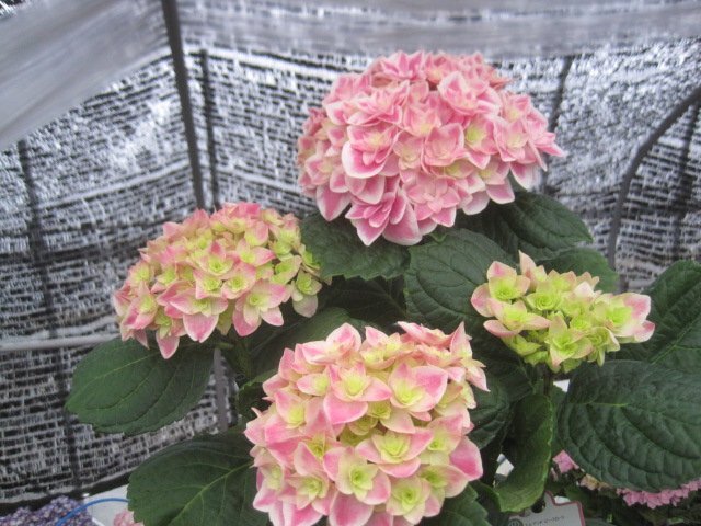 アジサイ開花株 『花鳥風月』 5号鉢 紫陽花 4/13現品撮影 か アジサイ開花株 『花鳥風月』 5号鉢 紫陽花 4/13現品撮影 か