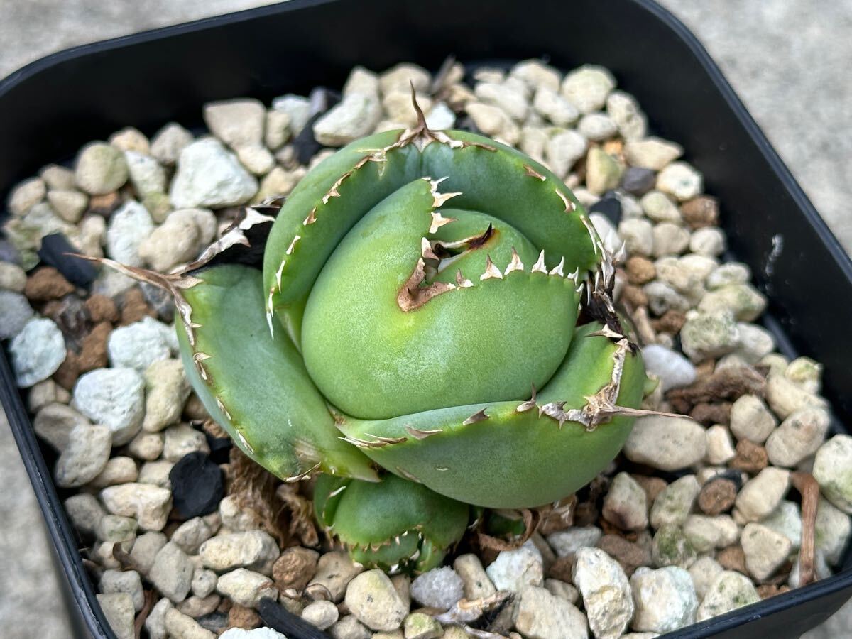 中国産 ジャガーノート 子株付 変異 agave titanota アガベ 中国産 ジャガーノート 子株付 変異 agave titanota アガベ