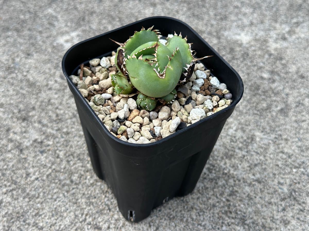 中国産 ジャガーノート 子株付 変異 agave titanota アガベ 中国産 ジャガーノート 子株付 変異 agave titanota アガベ