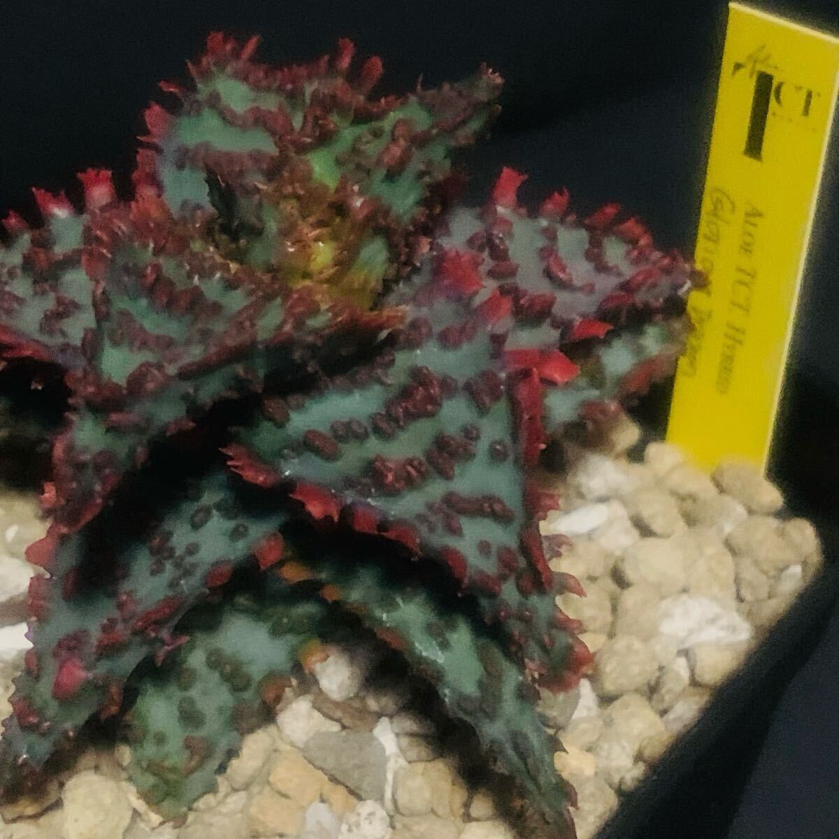 アロエ TCT hybrid グロリアス ドラゴン / 子株 発根済 / Aloe アロエ TCT hybrid グロリアス ドラゴン / 子株 発根済 / Aloe