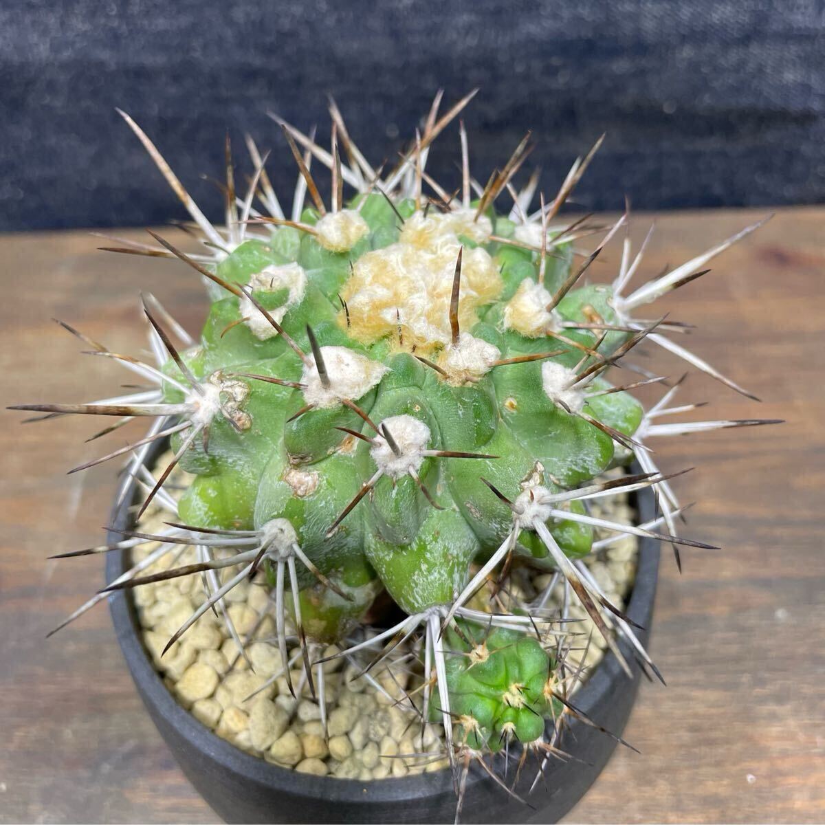 ◎ Copiapoa rupestris / コピアポア ルペストリス 陶器鉢(kikko ◎ Copiapoa rupestris / コピアポア ルペストリス 陶器鉢(kikko