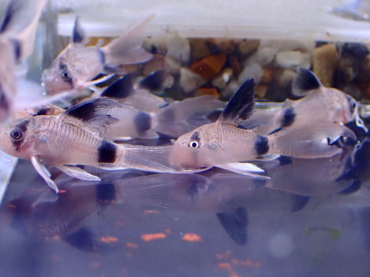 [ аквариум. есть жизнь ]( тропическая рыба ) Corydoras Panda длинный ласты 5 шт образец изображение маленький размер рыба водоросли пресноводная рыба 