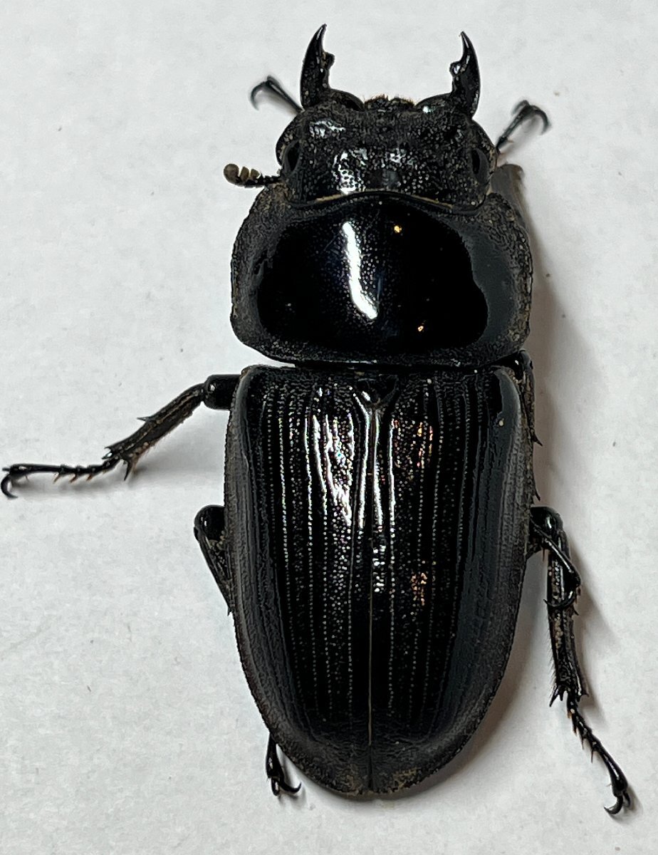 CBF1】《大型》国産オオクワガタ ペア ♂82～81mm | 昆虫