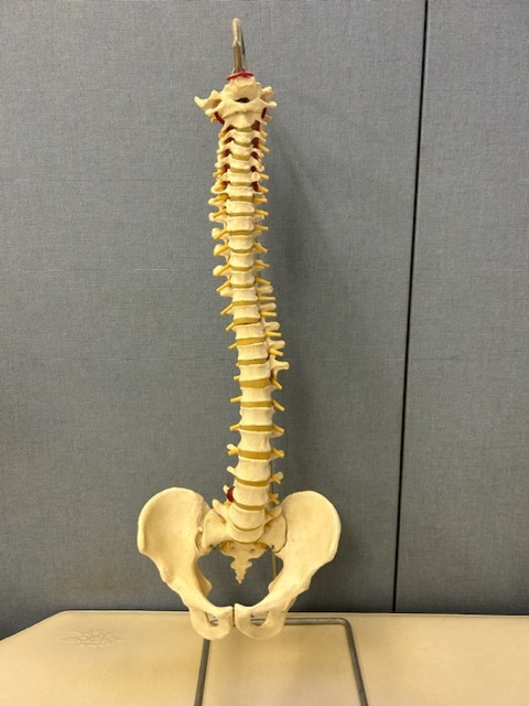 骨格標本 模型 人体模型 背骨 脊髄 脊柱 オブジェ(医学一般 骨格標本 模型 人体模型 背骨 脊髄 脊柱 オブジェ(医学一般