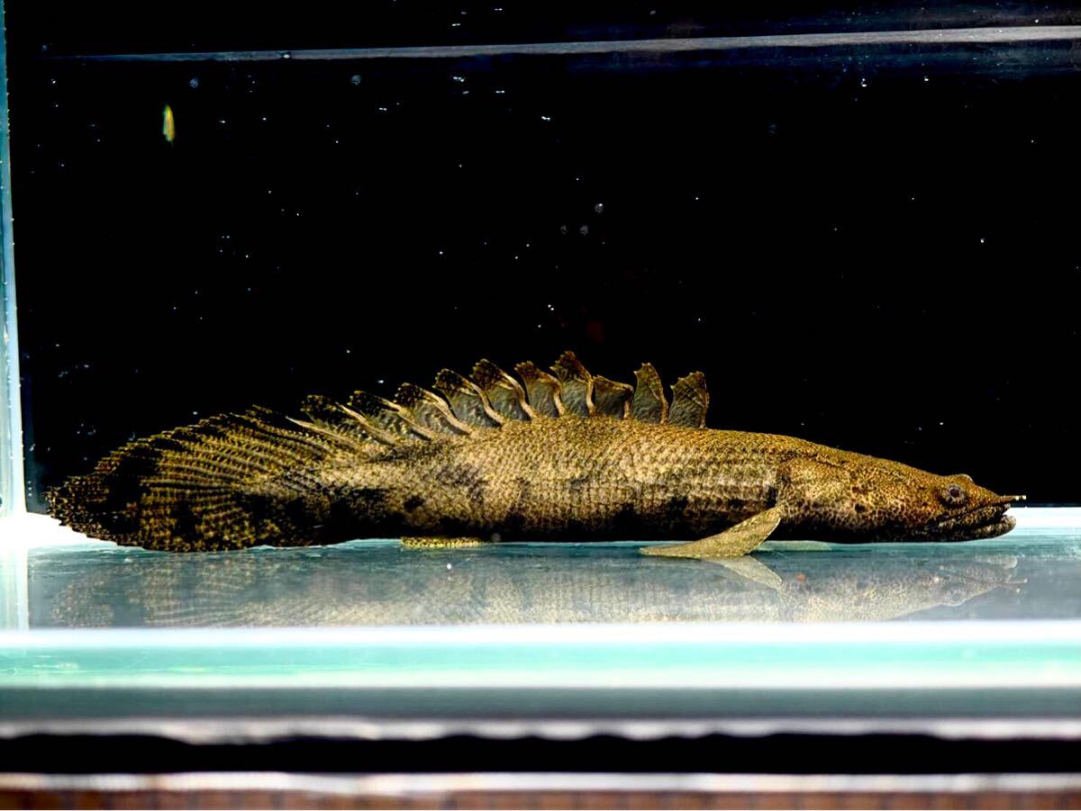特殊な熱帯魚たち】ショートボディについて | Aqua Market blog