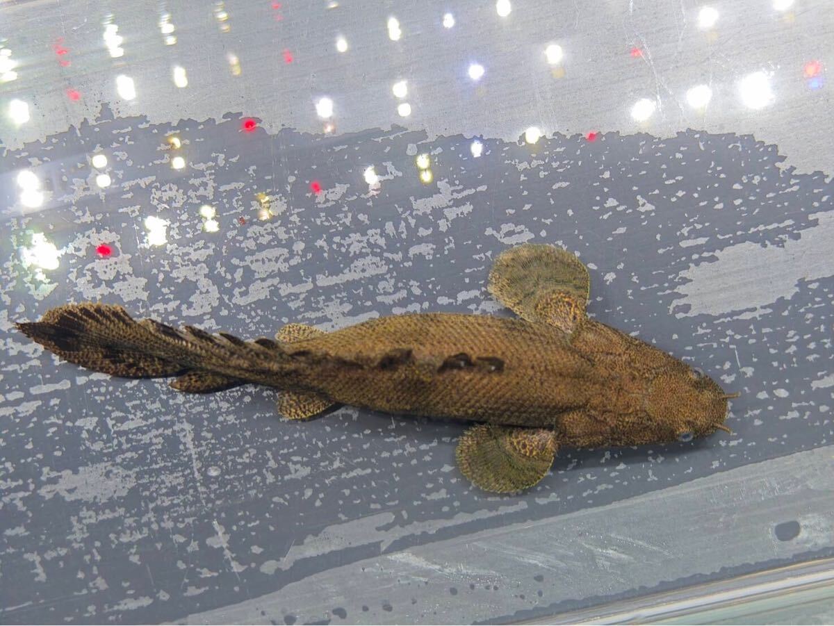 特殊な熱帯魚たち】ショートボディについて | Aqua Market blog