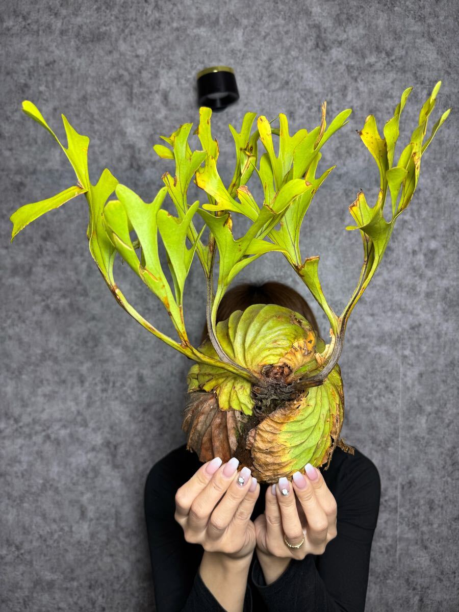 Lサイズ▽P.ridleyi Wild Central Borneo▽ C41 リドレー Lサイズ▽P.ridleyi Wild Central Borneo▽ C41 リドレー