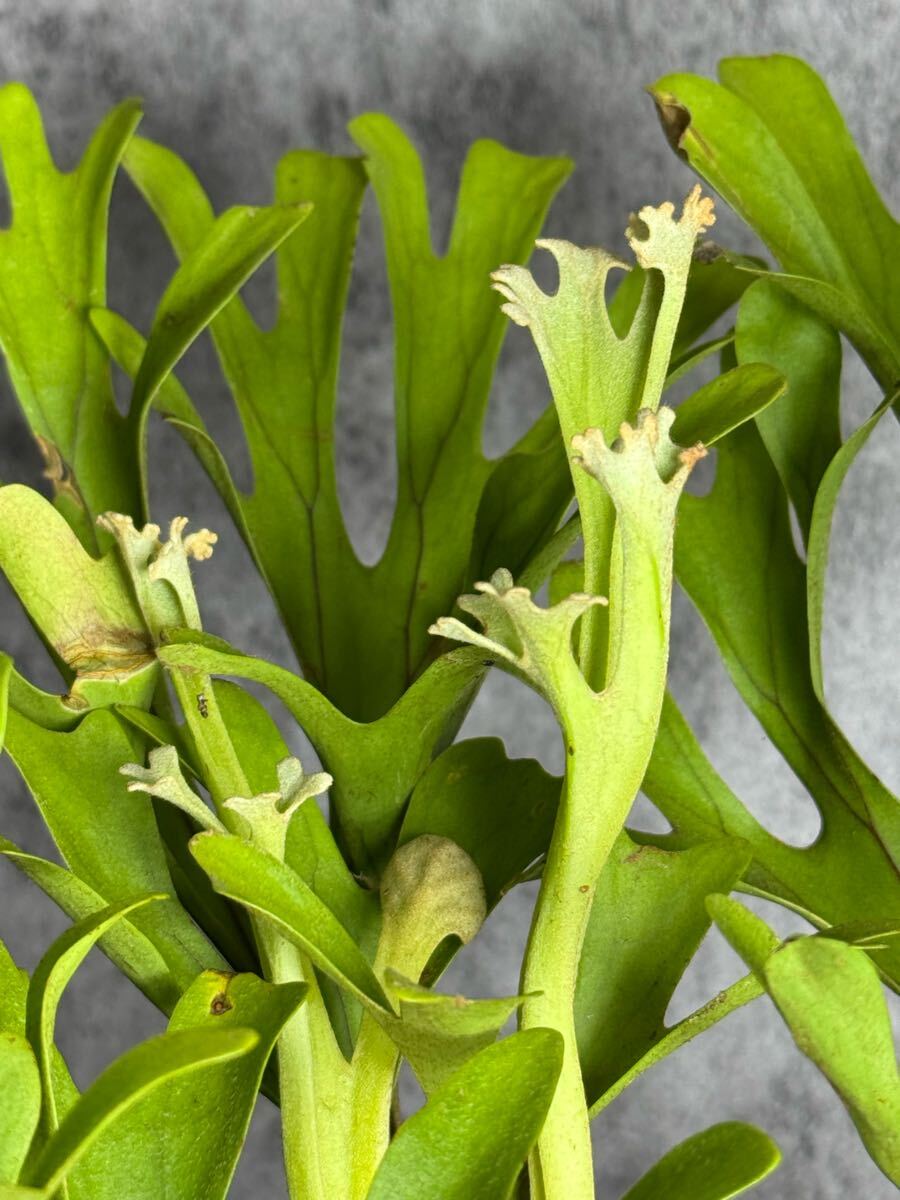 Lサイズ▽P.ridleyi Wild Central Borneo▽ 9 リドレーワイルド Lサイズ▽P.ridleyi Wild Central Borneo▽ 9 リドレーワイルド