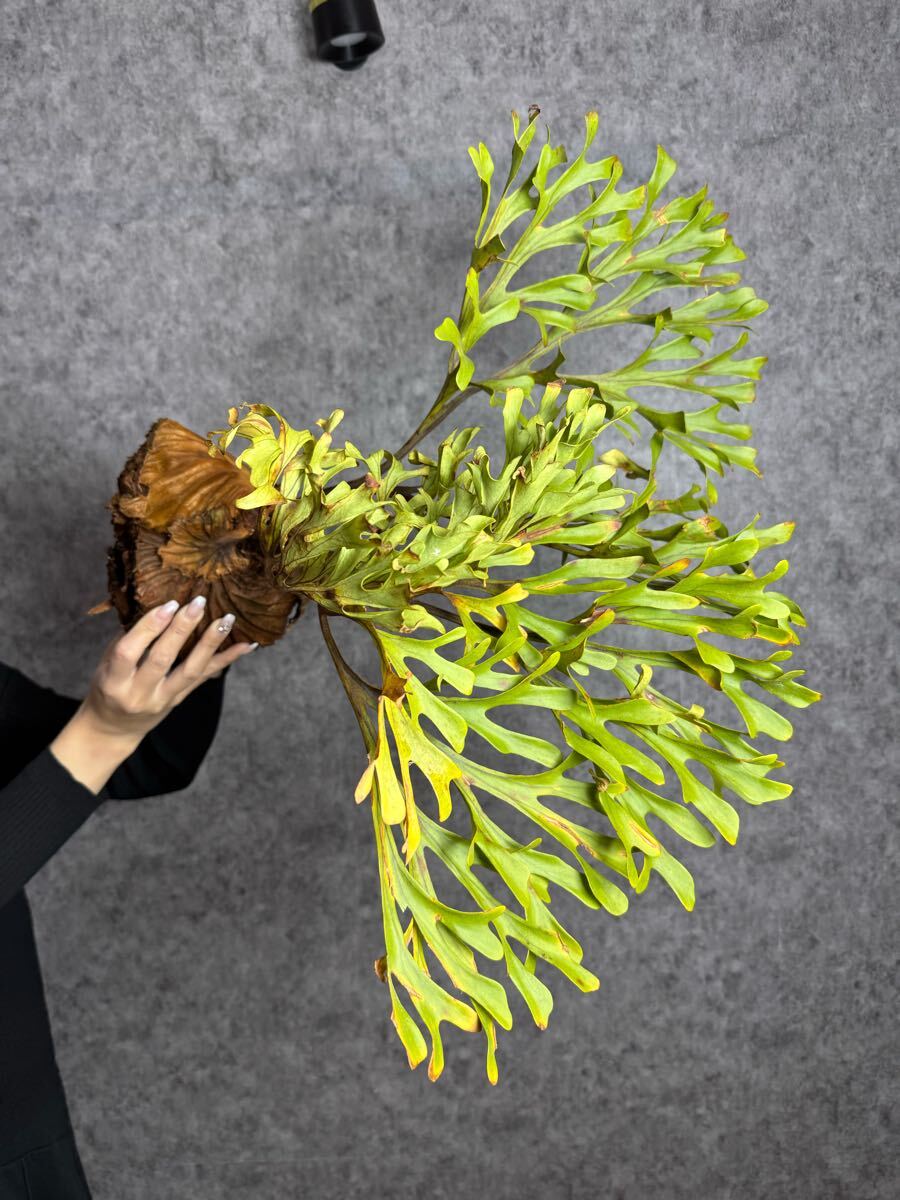 細葉* XLサイズ▽P.ridleyi Wild Central Borneo▽ B94 細葉* XLサイズ▽P.ridleyi Wild Central Borneo▽ B94